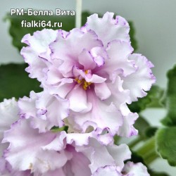 РМ-Белла Вита